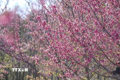 Hoa anh đào bung nở rực rỡ tại đảo hoa. (Ảnh: Xuân Tư/ TTXVN)