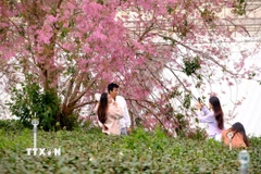 Du khách chụp ảnh cùng 1 cây mai anh đào cổ thụ tại phường Xuân Trường-Đà Lạt. (Ảnh: Chu Quốc Hùng/TTXVN)