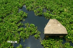 Nước sông chuyển màu đen kịt, bốc mùi hôi thối. (Ảnh: Giang Phương/TTXVN)