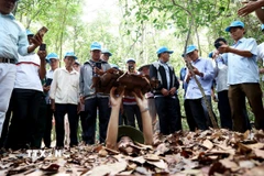 Du khách thích thú khi được "mục sở thị" cửa hầm ngụy trang vào địa đạo Củ Chi. (Ảnh: Hồng Đạt/TTXVN)