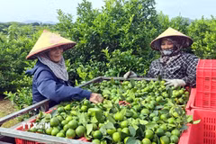 Người dân thôn Phú Lương, xã Bình Ca (Tuyên Quang) thu hoạch chanh. (Ảnh: Quang Cường/TTXVN)