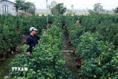 Người dân tích cực chỉnh dáng, chăm sóc để quất chín đúng độ Tết. (Ảnh: Nguyễn Lành/TTXVN)