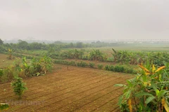 Vùng đất bãi sông Hồng. (Ảnh: Hùng Nguyễn/Vietnam+)