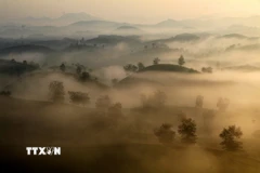 Vẻ đẹp đầy quyến rũ của đồi chè Long Cốc (thuộc xã Long Cốc, tỉnh Phú Thọ) vào sáng sớm. (Ảnh: Trung Kiên/TTXVN)