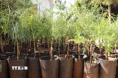 (Ảnh minh họa: Thu Hiền/TTXVN)