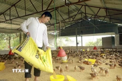 Nhờ nguốn vốn vay, gia đình anh Nguyễn Văn Toại, thôn Đồng Giếng, xã Đạo Trù đã đầu tư phát triển chăn nuôi, mang lại thu nhập ổn định. (Ảnh: Nguyễn Thảo/TTXVN)