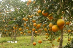 Nhiều nhà vườn và hợp tác xã ở Con Cuông, Yên Khê, Anh Sơn, Nhân Hòa… đang tạo ra các sản phẩm tinh chế mang đậm nét văn hóa địa phương, nâng tầm cam sinh thái thành "Quà tặng dược liệu". (Ảnh: Bích Huệ/TTXVN)