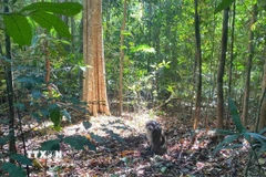 Bộ phận Cứu hộ và Bảo tồn của Vườn Quốc gia Bù Gia Mập tái thả con khỉ về môi trường tự nhiên. (Ảnh: TTXVN phát)