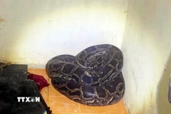 Cá thể trăn đất đã được thả về môi trường tự nhiên. (Ảnh: TTXVN phát)