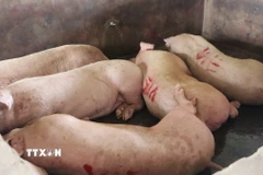 Heo lưu chuồng tại thời điểm kiểm tra một cơ sở giết mổ ở tỉnh Hậu Giang. Ảnh minh họa. (Ảnh: Nguyễn Hằng/TTXVN)