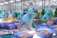 Chế biến cá tra xuất khẩu tại nhà máy của Tập đoàn Sao Mai, tỉnh An Giang. (Ảnh: Vũ Sinh/TTXVN)