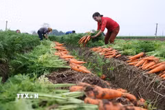 Thu hoạch cà rốt phục vụ thị trường xuất khẩu ở vùng sản xuất tập trung quy mô lớn, xã Tuệ Tĩnh, thành phố Hải Phòng. (Ảnh: Vũ Sinh/TTXVN)