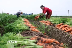 Thu hoạch cà rốt phục vụ thị trường xuất khẩu ở vùng sản xuất tập trung quy mô lớn, xã Tuệ Tĩnh, thành phố Hải Phòng. (Ảnh: Vũ Sinh/TTXVN)