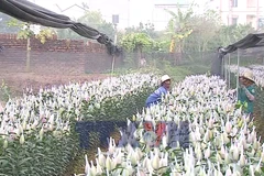 Hà Nội: Nhộn nhịp ở làng hoa Tây Tựu những ngày Giáp Tết 