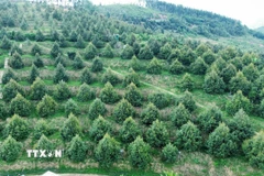 Vùng trồng cây sầu riêng ở xã miền núi Đông Khánh Sơn (Khánh Hòa) cho giá trị kinh tế cao. (Ảnh: Nguyễn Thành/ TTXVN)