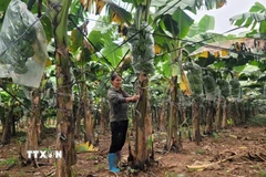 Xã Minh Châu có diện tích trồng chuối tiêu hồng hơn 60ha được tiêu thụ trong cả nước. (Ảnh Phương Anh/TTXVN)