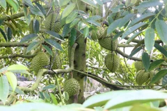 Cây sầu riêng nghịch vụ, sai trái trong vườn của ông Cao Văn Tấn, ấp Bình Thành, xã Thoại Sơn, tỉnh An Giang. (Ảnh: Công Mạo/TTXVN)