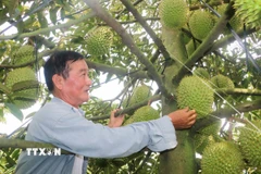 Ông Cao Văn Tấn kiểm tra trái sầu riêng nghịch vụ trong vườn của gia đình. (Ảnh: Công Mạo/TTXVN)