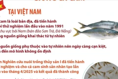 Việt Nam là nước đầu tiên trên thế giới sinh sản thành công giống cá cam 