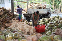 Sơ chế dừa khô ở một cơ sở thu mua dừa tại xã Bình Ninh, huyện Chợ Gạo, tỉnh Tiền Giang. (Ảnh: Hữu Chí/TTXVN)