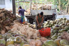 Sơ chế dừa khô ở một cơ sở thu mua dừa tại xã Bình Ninh, huyện Chợ Gạo, tỉnh Tiền Giang. (Ảnh: Hữu Chí/TTXVN)