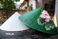 Huế từ lâu được biết đến với nghề làm nón lá. Bên cạnh nón lá truyền thống, sự xuất hiện của nón lá sen đã mang đến một làn gió mới, góp phần làm phong phú diện mạo của làng nghề. (Ảnh: Vân Chi/TTXVN phát)