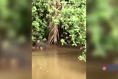 Bến Tre: Xuất hiện cá sấu dài 2m trên kênh ở huyện Giồng Trôm