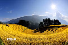 Mù Cang Chải mềm mại như những dải lụa vàng tại Lào Cai. (Ảnh: Tuấn Anh/TTXVN)