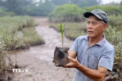 Từ những kiến thức, kinh nghiệm có được sau 40 năm trồng rừng, hiện mỗi năm gia đình cựu chiến binh Vũ Văn Tưởng sản xuất được khoảng 60.000-70.000 cây giống. (Ảnh: Thế Duyệt/TTXVN)