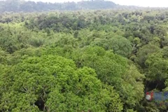 Vườn Quốc gia Cát Tiên được Mạng lưới Du lịch Sinh thái Châu Á vinh danh 