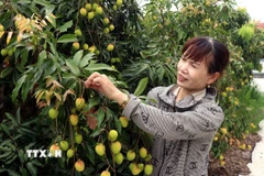 Nhờ chuyển giao khoa học kỹ thuật, đến nay, vải trứng Hưng Yên được nhân rộng tại các xã trên địa bàn huyện Phù Cừ. (Ảnh: Đinh Văn Nhiều/TTXVN)