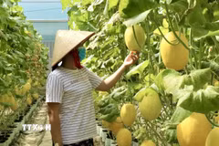 Mô hình trồng dưa lưới trong nhà màng tại An Giang cho năng suất ổn định, chất lượng đồng đều. (Ảnh: Thanh Sang/TTXVN)