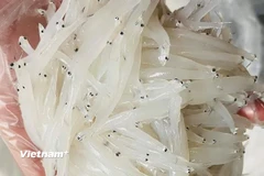 Cá ngần. (Nguồn: Vietnam+)