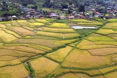 Mùa lúa chín vàng ở xã Ngọc Chiến, tỉnh Sơn La. (Ảnh: Quang Quyết/TTXVN)