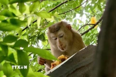 Con khỉ xổng chuồng đã tấn công và làm 3 người bị thương. (Ảnh: TTXVN phát)