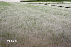 Mưa lớn khiến hàng ngàn ha lúa Hè-Thu vừa gieo trồng trên địa bàn tỉnh Quảng Bình bị chìm trong nước. (Ảnh: Tá Chuyên/TTXVN)