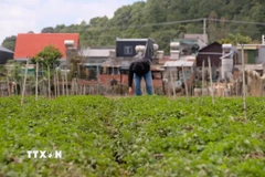 Một vườn rau thơm ngắn ngày của người dân xã Ka Đô sau khi bị nước lũ quét qua vẫn có khả năng phục hồi. (Ảnh: Nguyễn Dũng/TTXVN)