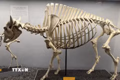 Nguyên bộ xương bò rừng Bison châu Mỹ được trưng bày tại Bảo tàng Lịch sử Tự nhiên Quốc gia Mỹ. (Ảnh: Ngọc Quang/TTXVN)