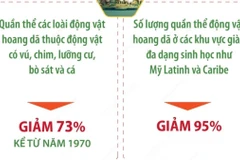 Ngày Động vật hoang dã thế giới 3/3: Những con số báo động 