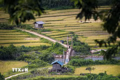 Cánh đồng ruộng bậc thang Huổi Thanh mùa lúa chín
