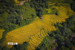 Vẻ đẹp cuốn hút của cánh đồng Huổi Thanh. (Ảnh: Xuân Tư/TTXVN)
