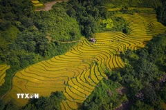Vẻ đẹp cuốn hút của cánh đồng Huổi Thanh. (Ảnh: Xuân Tư/TTXVN)