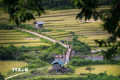 Cánh đồng ruộng bậc thang Huổi Thanh mùa lúa chín