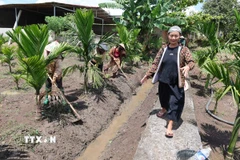 Bà H’Bliăk Niê, 31 năm tuổi Đảng, là gương sản xuất giỏi, là già làng được đồng bào các dân tộc thiểu số tín nhiệm, phong là "Người giữ “tần số” niềm tin giữa đại ngàn Ea K’Tur". (Ảnh: Kha Phạm/TTXVN)