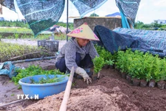 Người dân phường Vị Khê (Ninh Bình) chuẩn bị con giống để phục hồi sản xuất. (Ảnh: Công Luật/TTXVN)