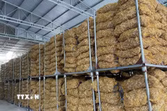 Theo các hộ sản xuất, gừng Kỳ Sơn hiện vẫn khó cạnh tranh với sản phẩm cùng loại từ Trung Quốc, Thái Lan do củ gừng chưa đồng đều về mẫu mã, kỹ thuật canh tác còn hạn chế, trong khi chi phí vận chuyển tăng cao khiến hoạt động xuất khẩu gặp nhiều trở ngại. Vì vậy, sản phẩm chủ yếu tiêu thụ tại thị trường trong nước. (Ảnh: TTXVN phát)