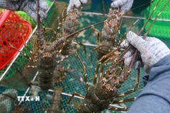 Tăng trưởng kinh tế Việt Nam nằm trong nhóm dẫn đầu châu Á. Trong ảnh là Bà Rịa-Vũng Tàu (Thành phố Hồ Chí Minh) sẵn sàng trở thành Trung tâm công nghiệp năng lượng tái tạo ngoài khơi. (Ảnh minh họa: TTXVN)