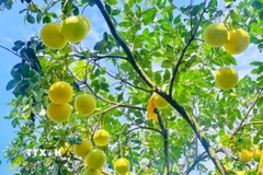 “Bưởi Phúc Trạch” cũng là một trong những sản phẩm nông nghiệp nổi bật của Việt Nam được Liên minh châu Âu (EU) bảo hộ chỉ dẫn địa lý. (Ảnh: Hữu Quyết/TTXVN)