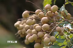 Nhãn Sơn Thủy, xã Nật Sơn dầy cùi, thơm ngọt, mẫu mã đẹp. (Ảnh: Thanh Hải/TTXVN)