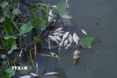 Ảnh minh họa. (Ảnh: Minh Phú/TTXVN)